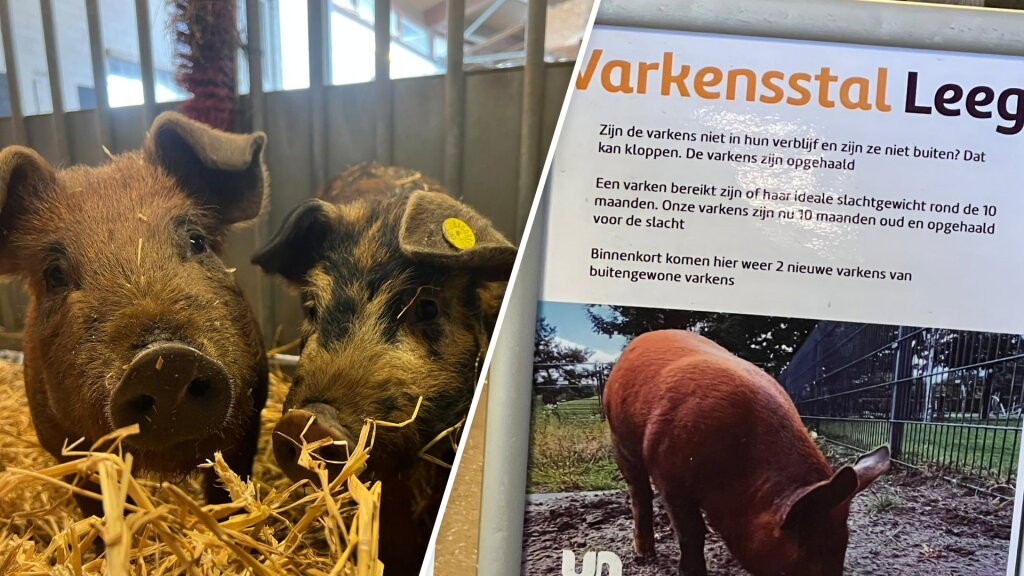 Utrechtse kinderboerderijen zetten varkens in voor bewustwordingsbeleid