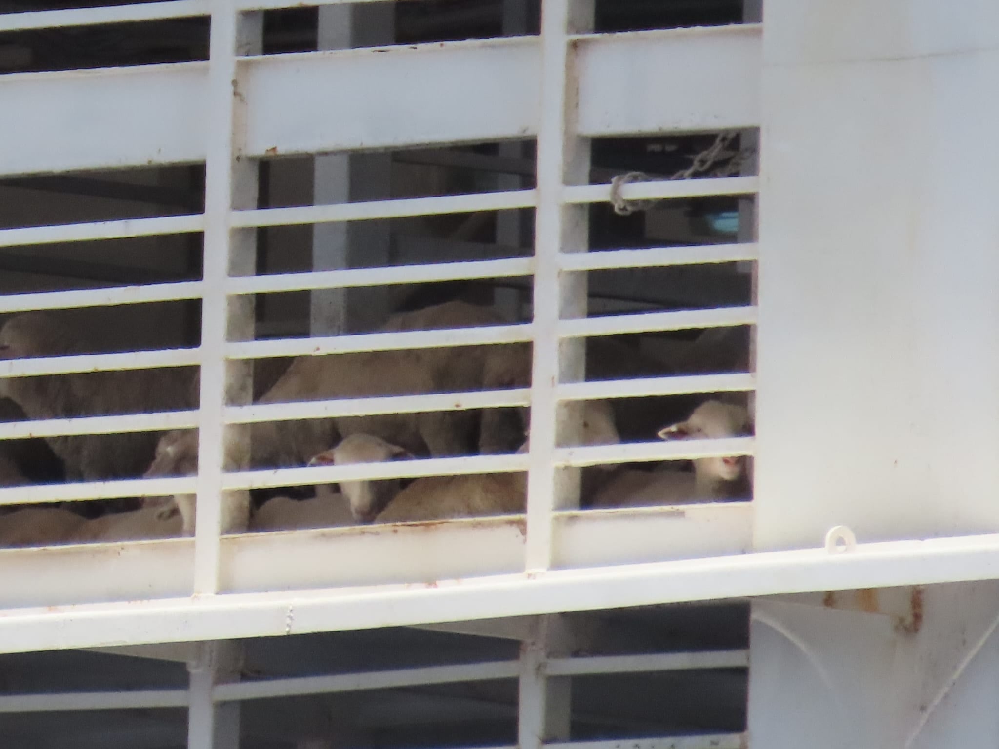 Israeli NGO Leads Global Fight Against Live Animal Shipping