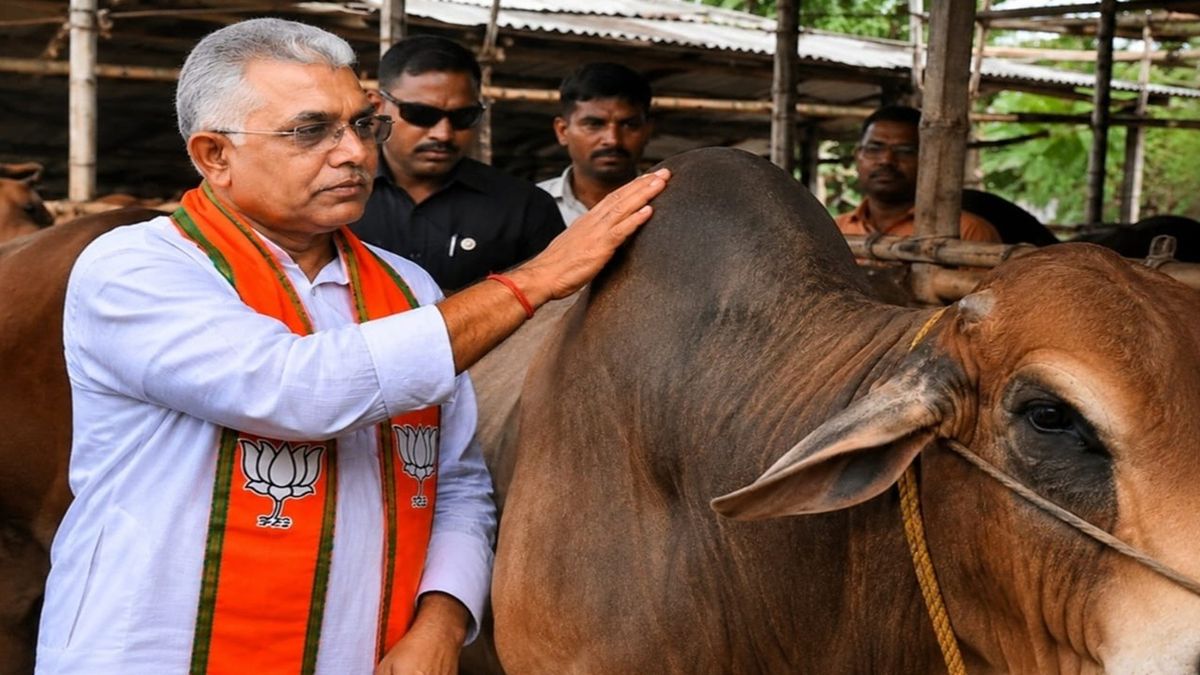 গরুর কুঁজে ব্লাড প্রেসার কমবে? প্রতিবেশীর কুসংস্কার ও সতর্কতা