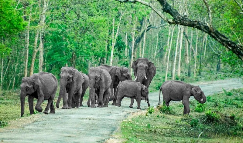 Foreign Mining Destroys Elephant Homes While Our People Die