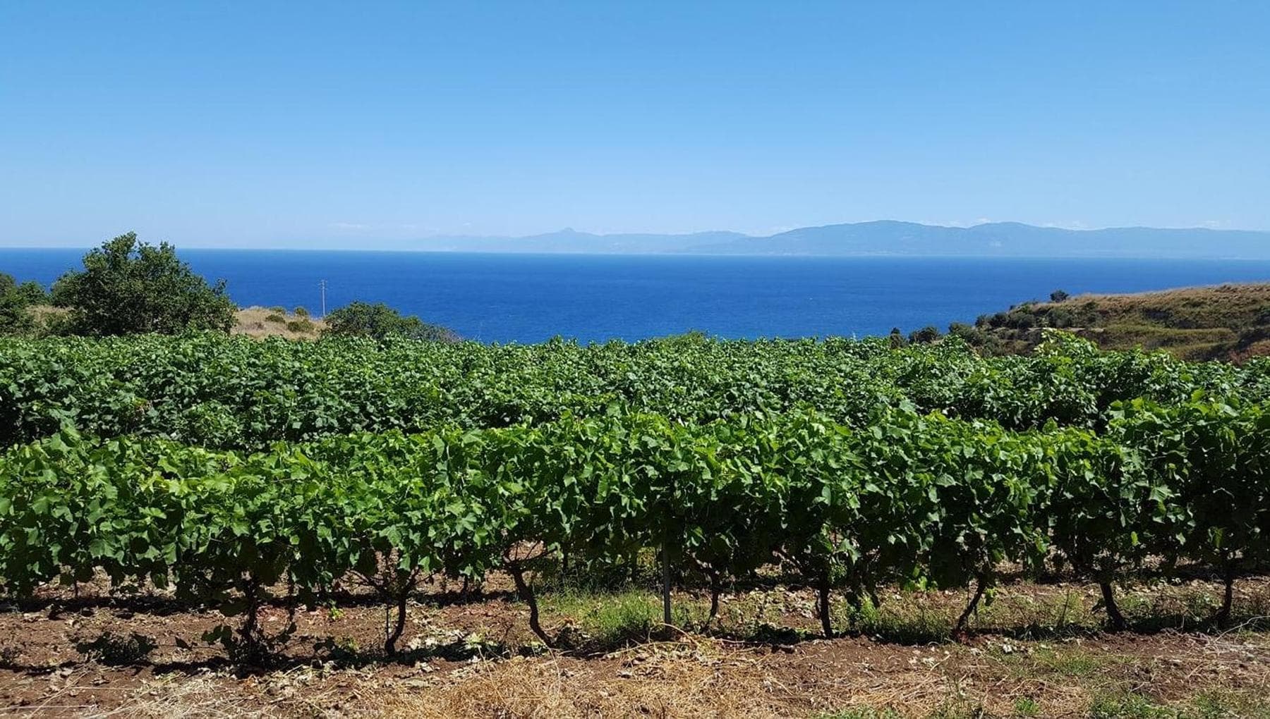 Costa degli Dei: quando il vino diventa lotta collettiva