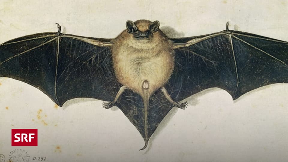 Fledermaus-Image: Vom Vampir zum Artenschutz-Symbol