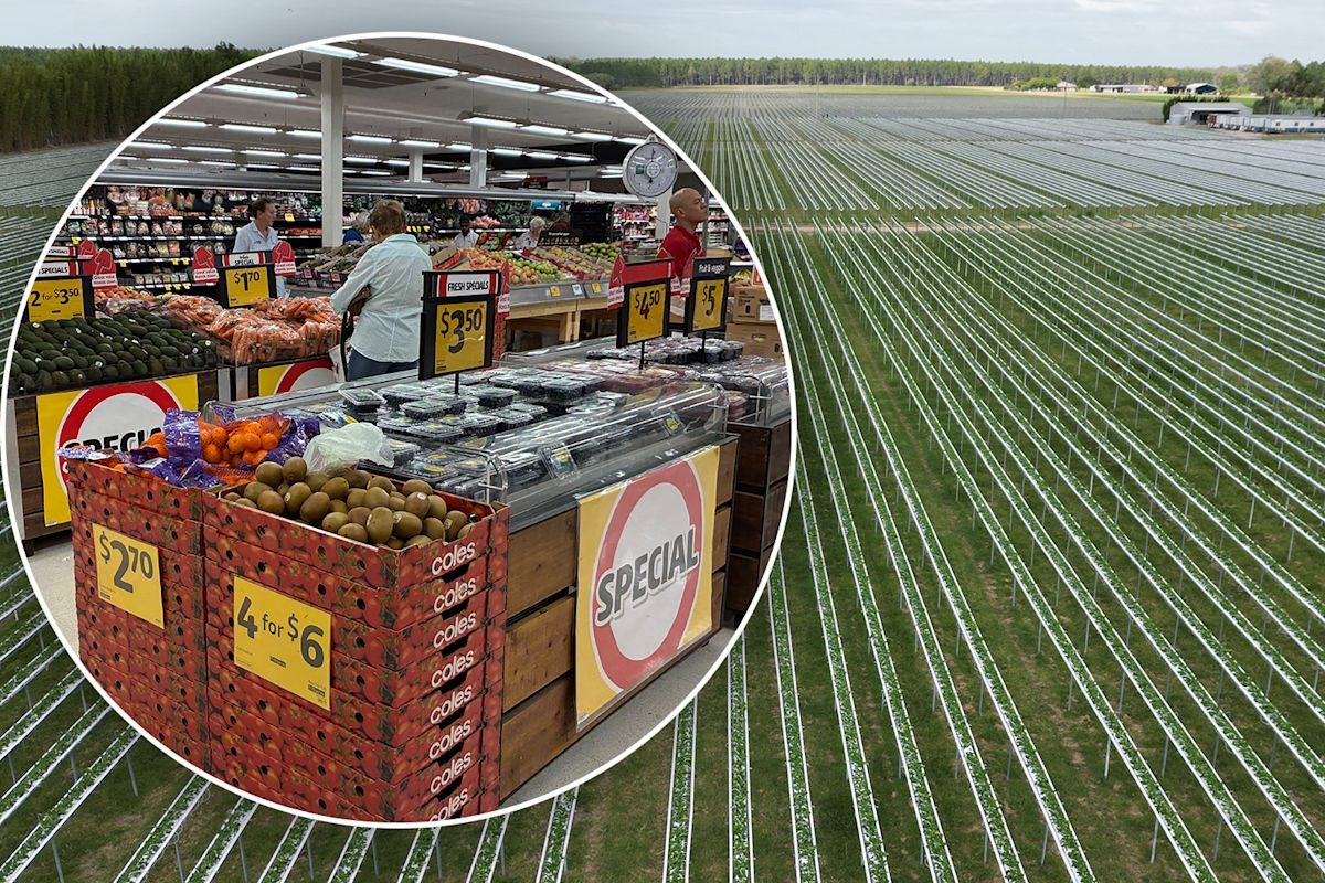 Invasive flower thrips threaten Australian berry crops