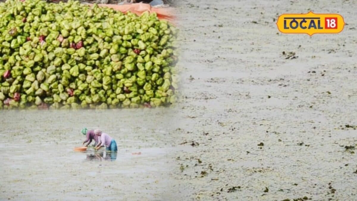 तालाबों में छाई खुशहाली: भरतपुर के किसानों के लिए सिंघाड़ा बना उम्मीद की नई किरण