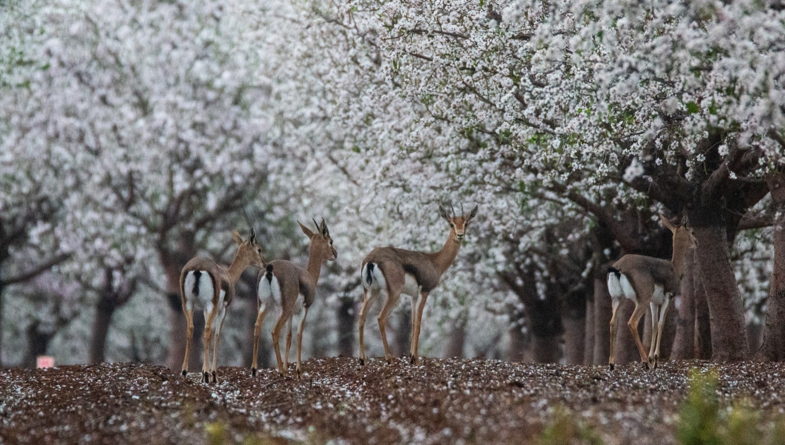 Israel's Nature Thrives Despite Security Challenges