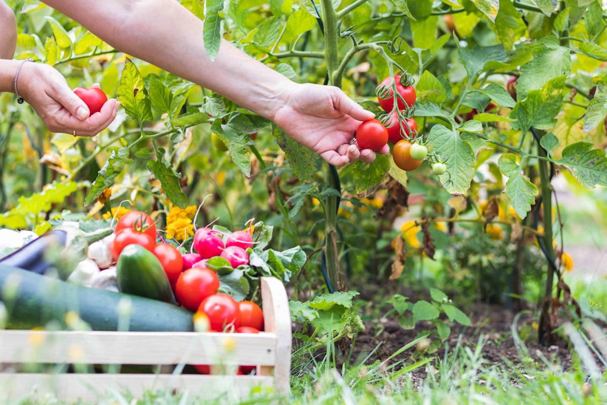 No-Till Protocol: Optimizing Agricultural Systems