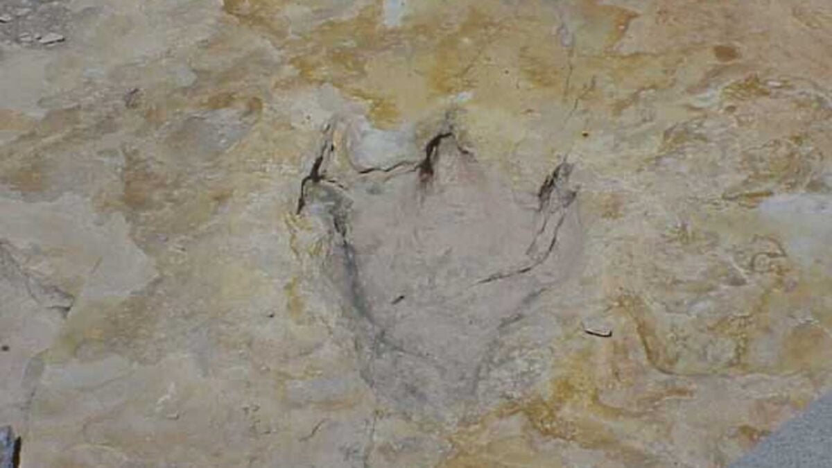 Científicos africanos revelan secretos de dinosaurios