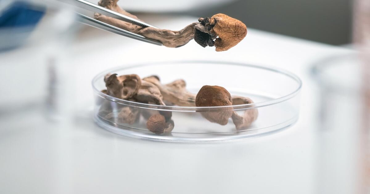 Psilocybin gegen Nervenschäden bei Chemotherapie: Studie weckt Hoffnung