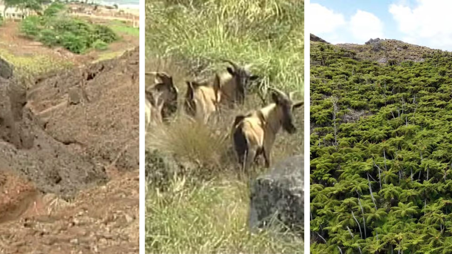 Ilha brasileira recupera 1.468% da vegetação após inovação