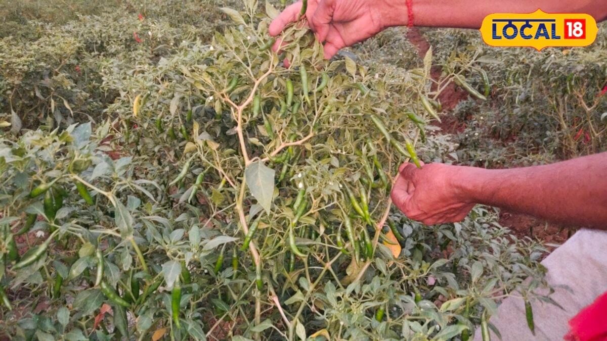 मानसून में हरी मिर्च की खेती क्यों है फायदेमंद? जानें कम लागत वाला रास्ता