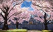 2019-02-21_AI_Cherry_Blossom_Festival_Event_Screenshots_105x65_Cherryblossoms.jpg