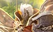 2020-02-07_AI_Shugo_Gatcha_Slider_Screenshots_Socialmedia_Steam_01_105x65.jpg