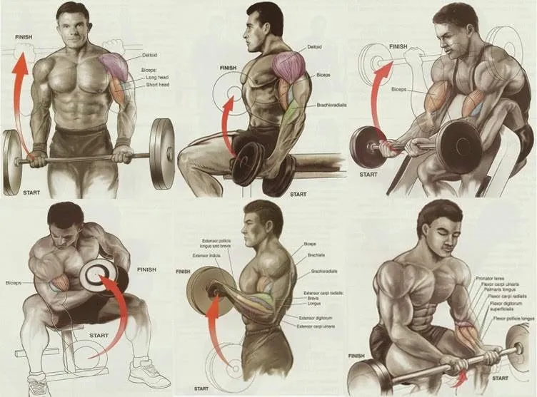 Best Bicep Workouts for Mass: Top Bicep Exercises & Training Guide