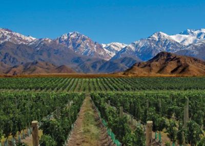 Imagen de VIÑEDOS Y MONTAÑAS