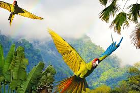 Imagen de SALIDA GRUPAL COSTA RICA