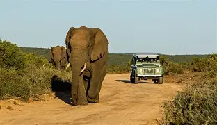Imagen de GRUPAL CORAZON DE AFRICA