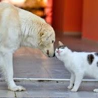 Street Animals Protection Foundation
