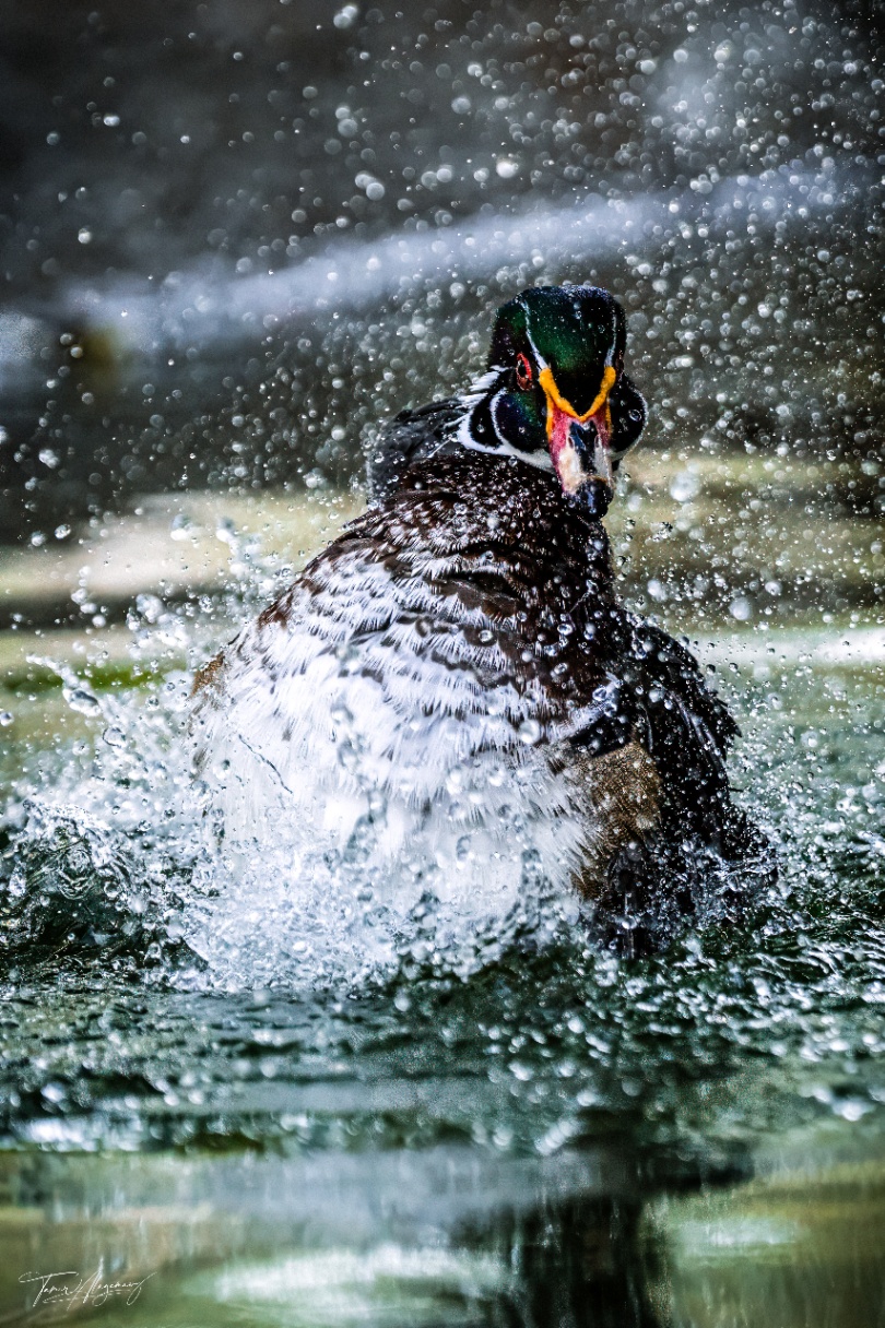 Duck splash 02