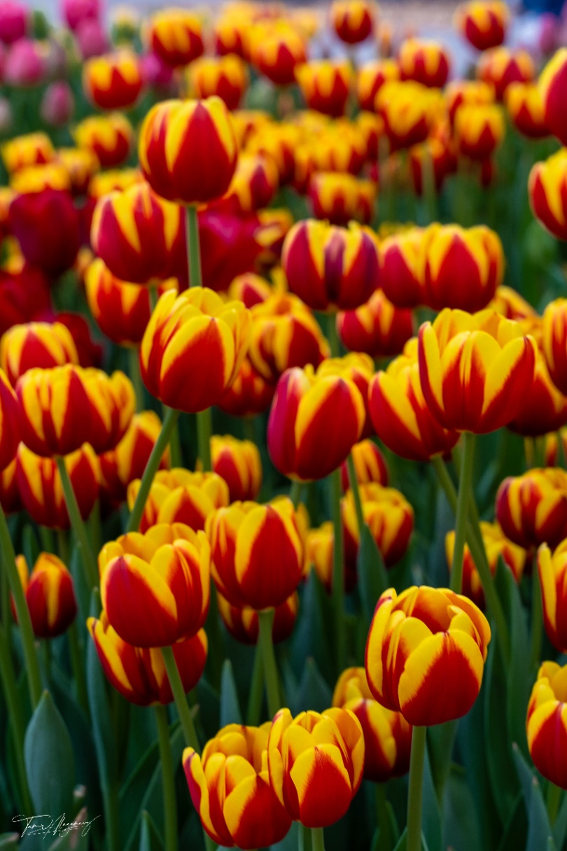 Bi-color tulips