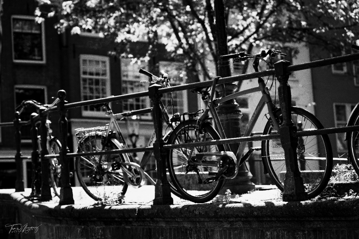 Guardians of the Bridge