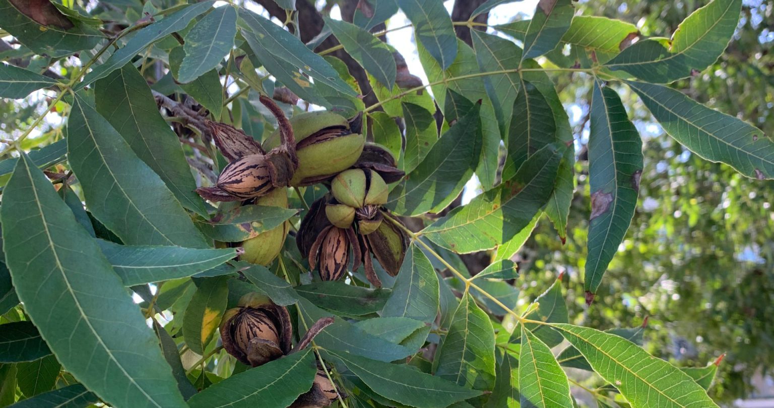 Secado de nueces con aire ambiente: menos energía, más dependencia del clima