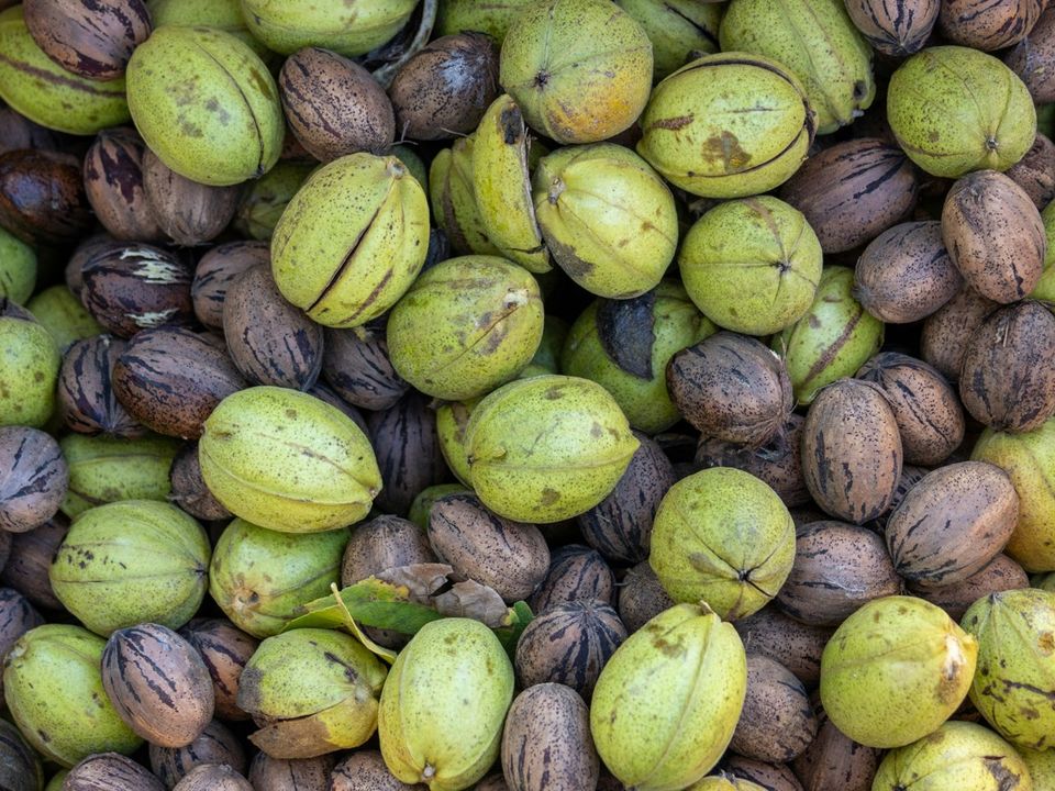 Deshidratación de Nuez y Nuez Pecán