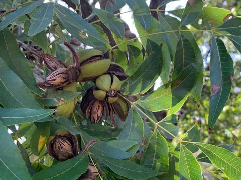 Secado de nueces con aire ambiente: menos energía, más dependencia del clima