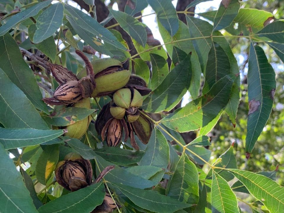 Secado de nueces con aire ambiente: menos energía, más dependencia del clima